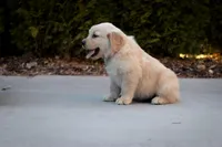 Rex, a male Golden Retriever for sale in Canon City, CO – Photo 5 of 7