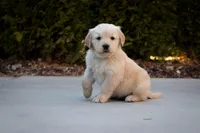Rex, a male Golden Retriever for sale in Canon City, CO – Photo 1 of 7