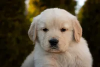 Rex, a male Golden Retriever for sale in Canon City, CO – Photo 3 of 7