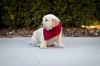 Rex, a male Golden Retriever for sale in Canon City, CO – Photo 2 of 7