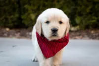 Rex, a male Golden Retriever for sale in Canon City, CO – Photo 6 of 7