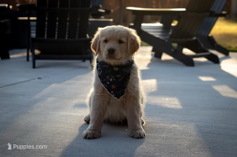 Daisy – Golden Retriever puppy for sale in Canon City, CO