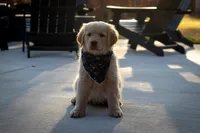 Daisy, a female Golden Retriever for sale in Canon City, CO – Photo 1 of 6