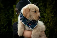 Daisy, a female Golden Retriever for sale in Canon City, CO – Photo 5 of 6