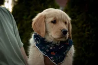 Daisy, a female Golden Retriever for sale in Canon City, CO – Photo 4 of 6