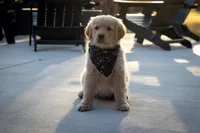Daisy, a female Golden Retriever for sale in Canon City, CO – Photo 6 of 6