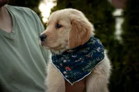 Daisy, a female Golden Retriever for sale in Canon City, CO – Photo 2 of 6