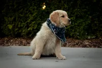 Daisy, a female Golden Retriever for sale in Canon City, CO – Photo 3 of 6