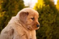 Ginger, a female Golden Retriever for sale in Canon City, CO – Photo 6 of 6