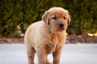 Ginger, a female Golden Retriever for sale in Canon City, CO – Photo 5 of 6