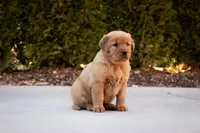 Ginger, a female Golden Retriever for sale in Canon City, CO – Photo 2 of 6