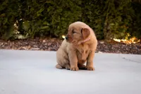 Ginger, a female Golden Retriever for sale in Canon City, CO – Photo 4 of 6