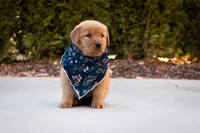 Ginger, a female Golden Retriever for sale in Canon City, CO – Photo 3 of 6