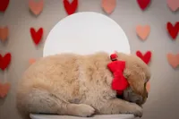 Tucker, a male Golden Retriever for sale in Canon City, CO – Photo 6 of 8