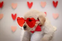 Tucker, a male Golden Retriever for sale in Canon City, CO – Photo 5 of 8