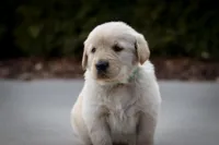 Tucker, a male Golden Retriever for sale in Canon City, CO – Photo 1 of 8
