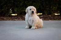 Tucker, a male Golden Retriever for sale in Canon City, CO – Photo 2 of 8