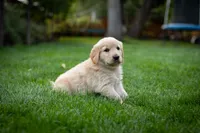 Daisy, a female Golden Retriever for sale in Canon City, CO – 4 of 4