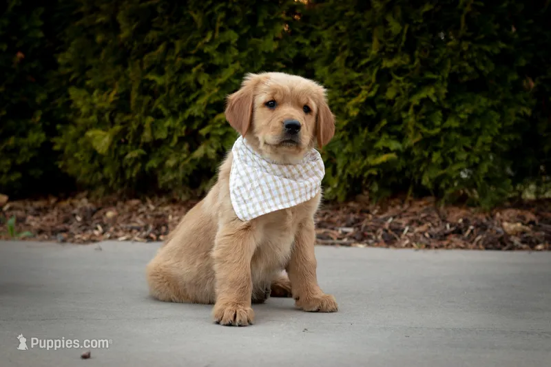 Honey – Golden Retriever puppy for sale in Canon City, CO