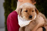 Honey, a female Golden Retriever for sale in Canon City, CO – Photo 5 of 5