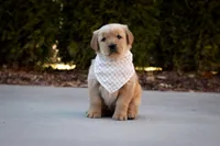 Honey, a female Golden Retriever for sale in Canon City, CO – Photo 1 of 5