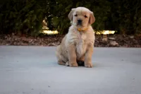 Honey, a female Golden Retriever for sale in Canon City, CO – Photo 2 of 5