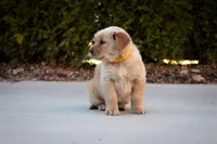 Honey, a female Golden Retriever for sale in Canon City, CO – Photo 4 of 5