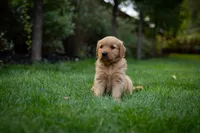 Roxy, a female Golden Retriever for sale in Canon City, CO – 3 of 4