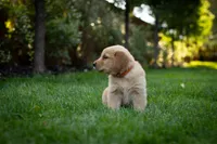 Oakley, a male Golden Retriever for sale in Canon City, CO – 2 of 4