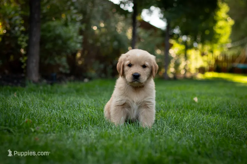 Oakley – Golden Retriever puppy for sale in Canon City, CO