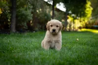 Oakley, a male Golden Retriever for sale in Canon City, CO – 1 of 4
