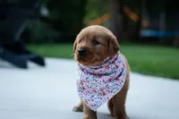 Ginger, a female Golden Retriever for sale in Canon City, CO – 4 of 4