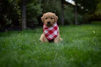 Roxy, a female Golden Retriever for sale in Canon City, CO – 4 of 4