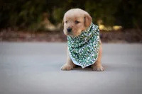 processed/ddb441b3-e1a4-47e9-b1b0-c421aee6b615/listing/892e6c13-3eac-4704-8044-f7cf4b8e6fa4/4e2b071b-b9d0-4c13-8bcf-1de0242d288c