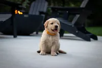 Honey, a female Golden Retriever for sale in Canon City, CO – 2 of 4