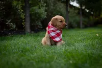 Roxy, a female Golden Retriever for sale in Canon City, CO – 2 of 4