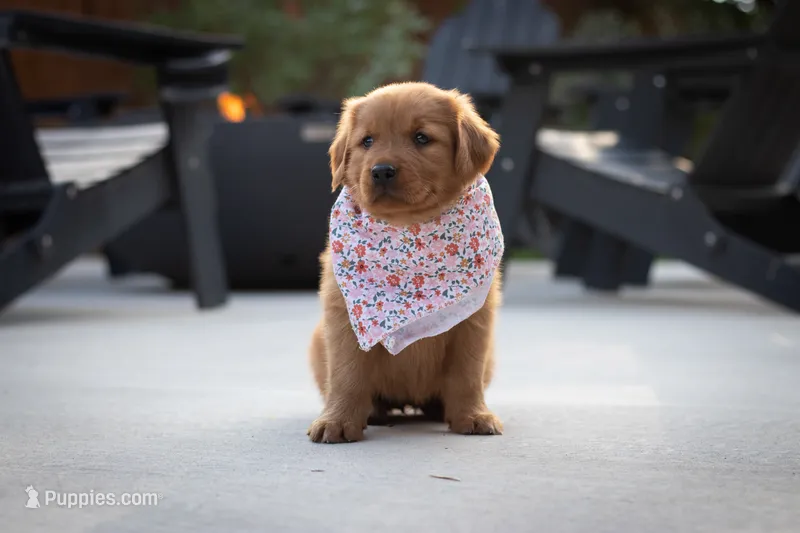 Ginger – Golden Retriever puppy for sale in Canon City, CO