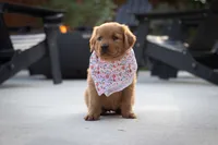 Ginger, a female Golden Retriever for sale in Canon City, CO – 1 of 4