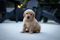 Oakley, a male Golden Retriever for sale in Canon City, CO – 3 of 4