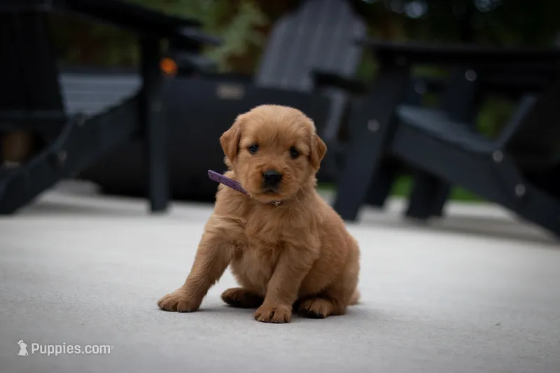 Maggie – Golden Retriever puppy for sale in Canon City, CO