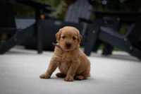 Maggie, a female Golden Retriever for sale in Canon City, CO – 4 of 5