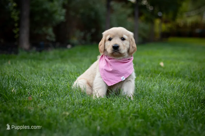 Daisy – Golden Retriever puppy for sale in Canon City, CO
