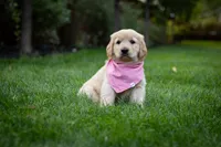 Daisy, a female Golden Retriever for sale in Canon City, CO – 1 of 4