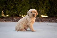 Cooper, a male Golden Retriever for sale in Canon City, CO – Photo 2 of 7