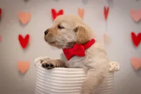 Tucker, a male Golden Retriever for sale in Canon City, CO – Photo 4 of 8