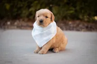 Cooper, a male Golden Retriever for sale in Canon City, CO – Photo 6 of 7