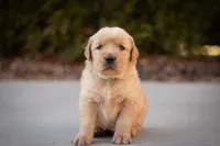Cooper, a male Golden Retriever for sale in Canon City, CO – Photo 5 of 7