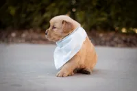 Cooper, a male Golden Retriever for sale in Canon City, CO – Photo 4 of 7