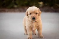 Cooper, a male Golden Retriever for sale in Canon City, CO – Photo 7 of 7