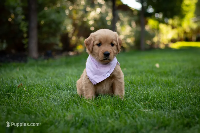 Maggie – Golden Retriever puppy for sale in Canon City, CO